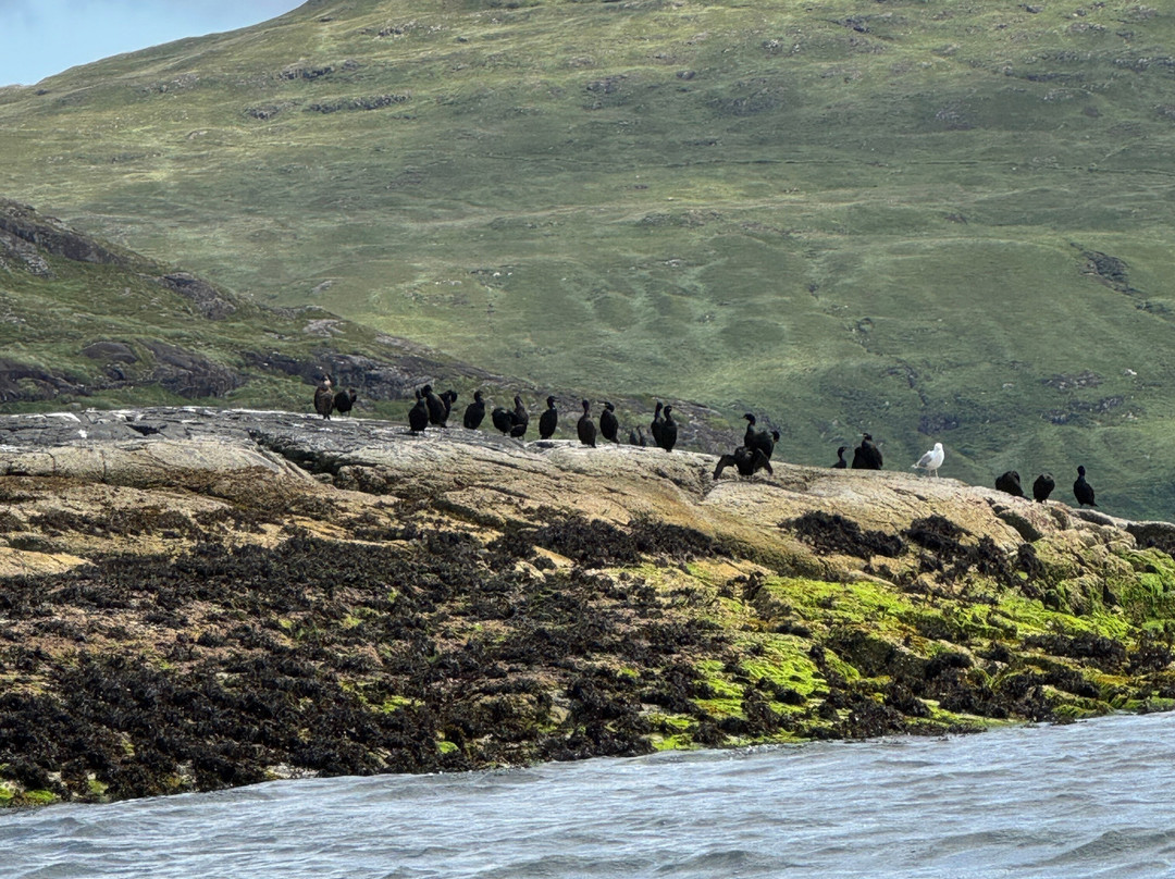 Misty Isle Boat Trips-Elgol必去景点