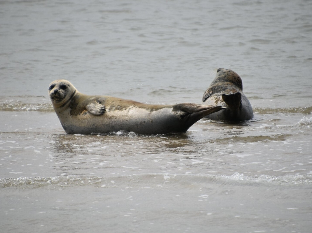 Talisman zeehondentocht Terschelling-West-Terschelling必去景点