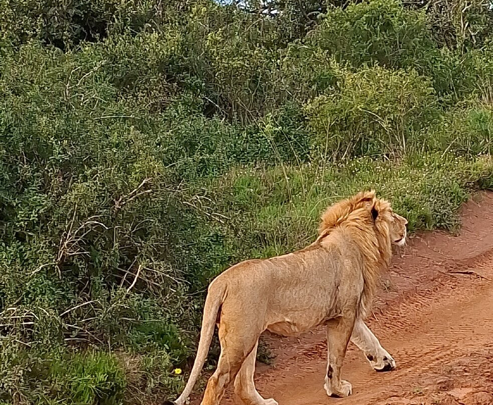 Schotia Tooth and Claw Safari-Addo Elephant National Park必去景点