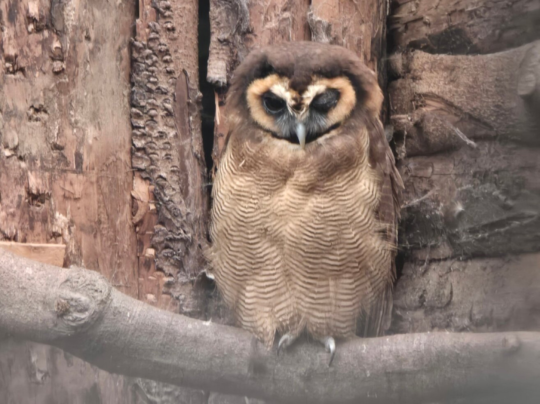 Scottish Owl Centre-Whitburn必去景点