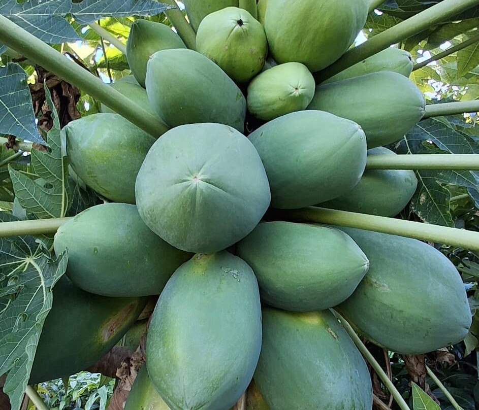 Finca El Pinero-阿尔穆涅卡尔必去景点