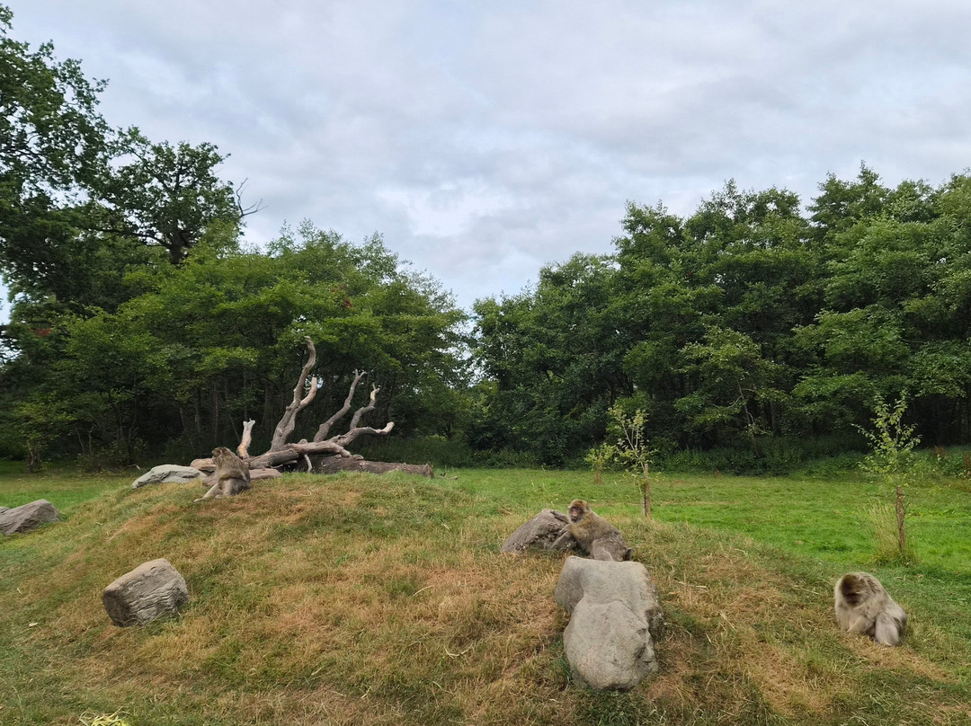 Trentham Monkey Forest-特伦特河畔斯托克必去景点