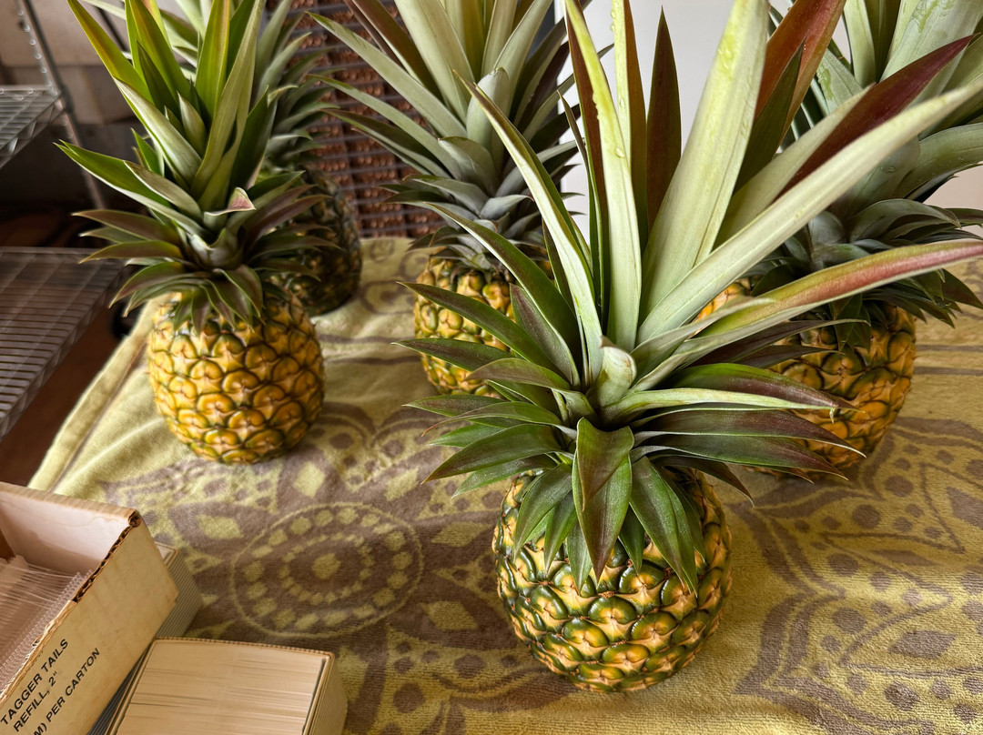 Sugarloaf Pineapple Farm-基拉韦厄必去景点