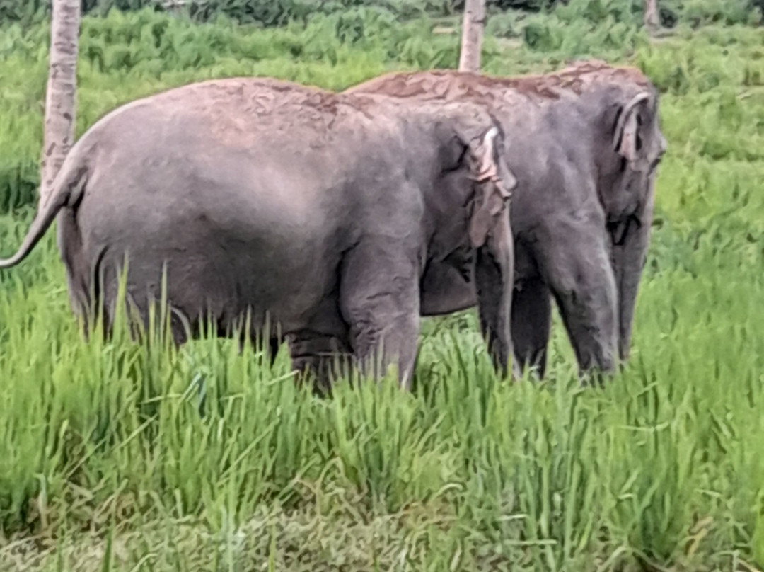Living Green Elephant Sanctuary-清迈必去景点