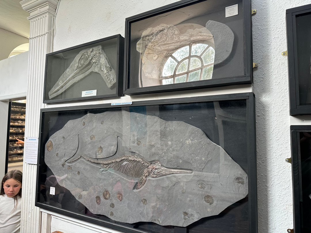 Dinosaurland Fossil Museum-莱姆里杰斯必去景点