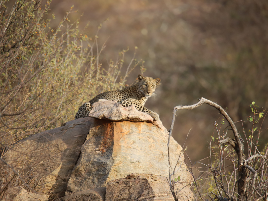 Samburu National Reserve-内罗毕必去景点