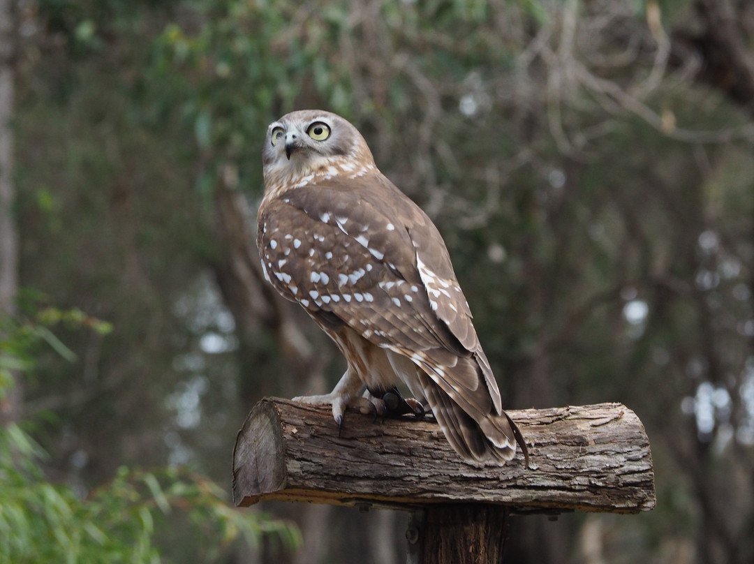 Capes Raptor Centre-玛格丽特河必去景点