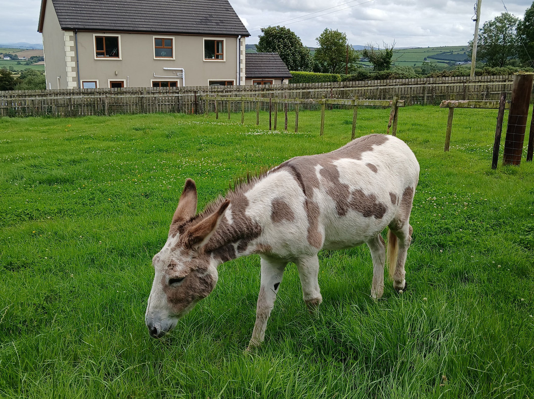 Donegal Donkey Sanctuary-Raphoe必去景点