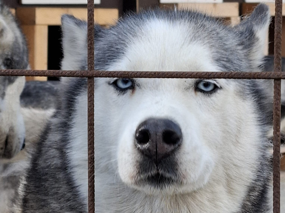 Green Dog Svalbard-朗伊尔城必去景点