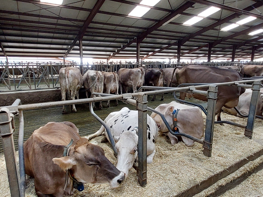 Ferme Gaec de l'Oiseau-Chambon-sur-Lac必去景点
