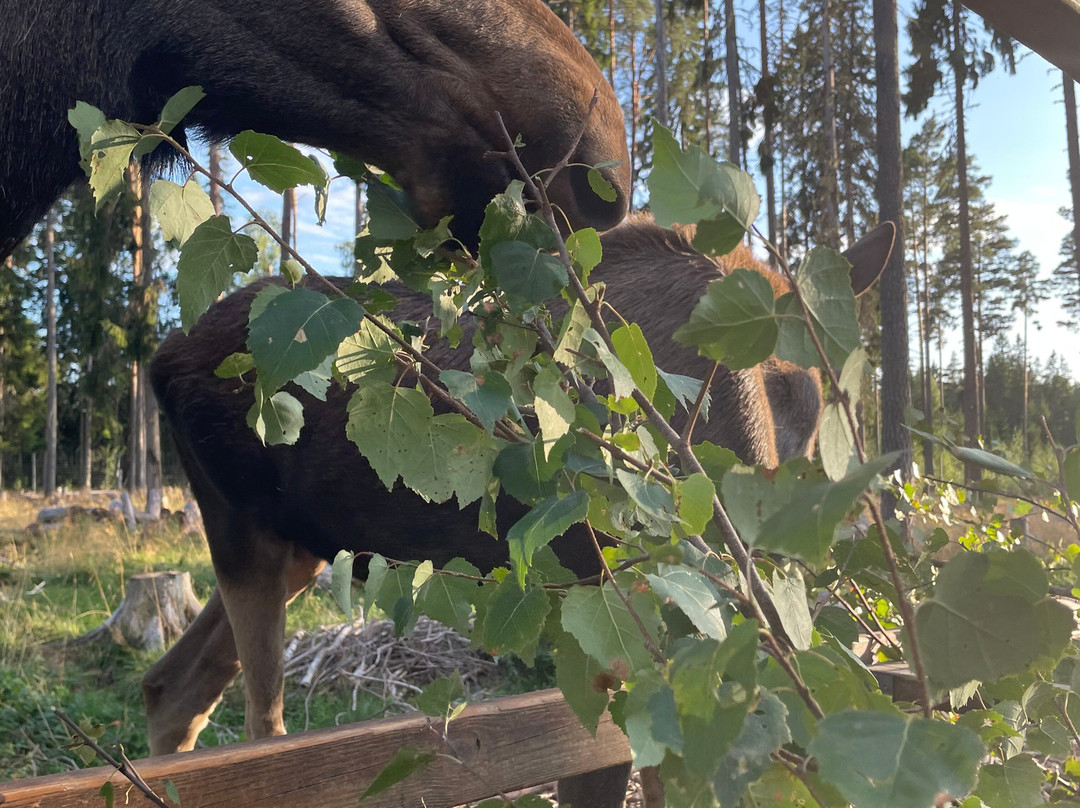 Varmlands Moose Park-Eksharad必去景点