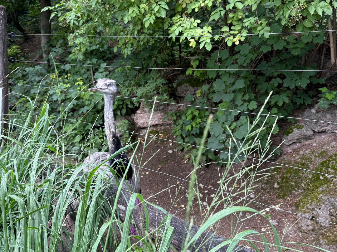 Zoo Salzburg-安妮夫必去景点
