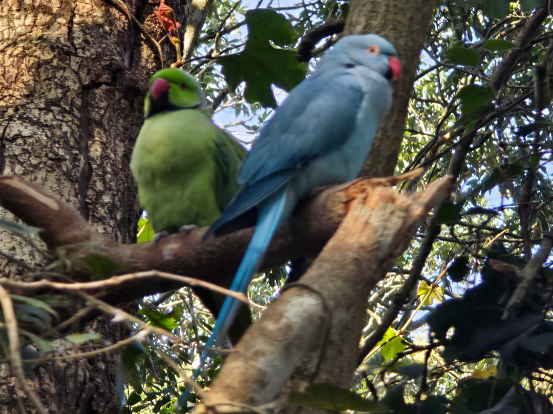 Birds of Eden-The Crags必去景点