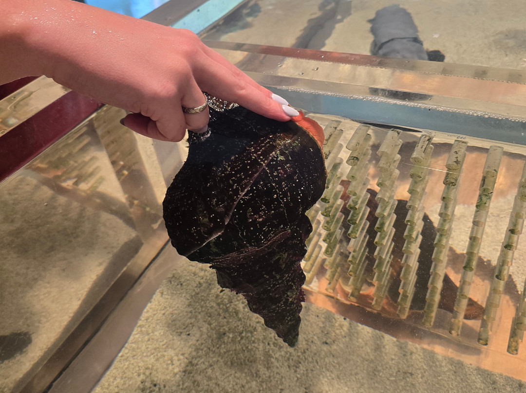 The Bailey-Matthews National Shell Museum & Aquarium-萨尼贝尔岛必去景点