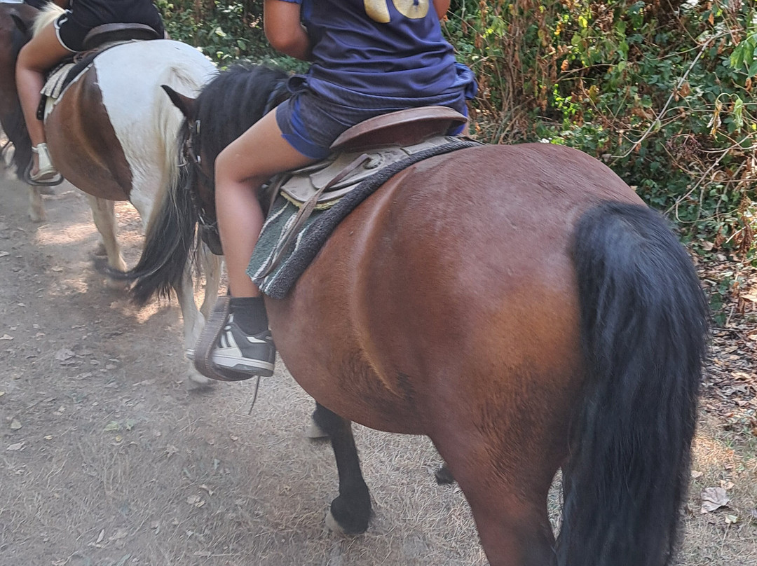Tagada Poney