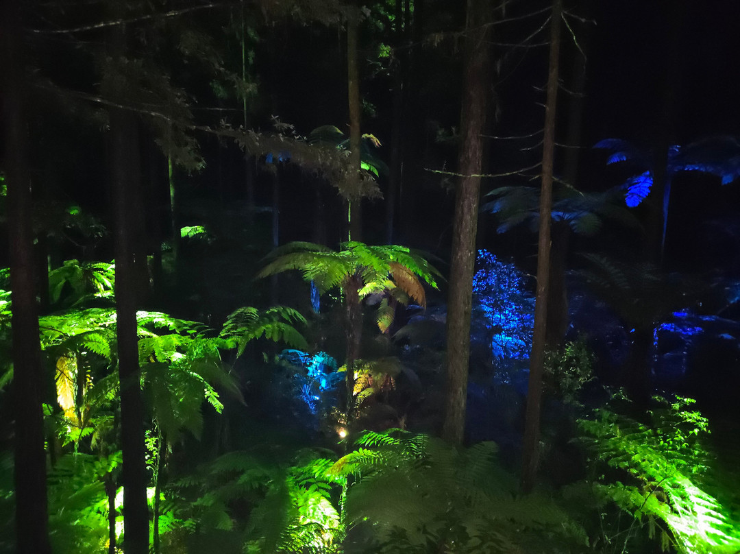 Redwoods Treewalk-罗托鲁瓦必去景点