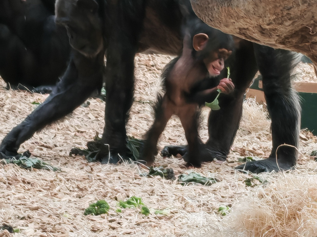 Colchester Zoo-科尔切斯特必去景点