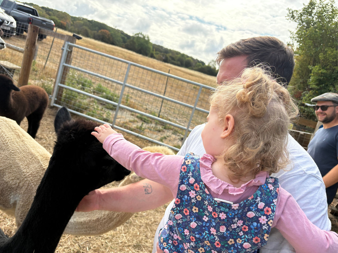 London Alpacas-Epping必去景点