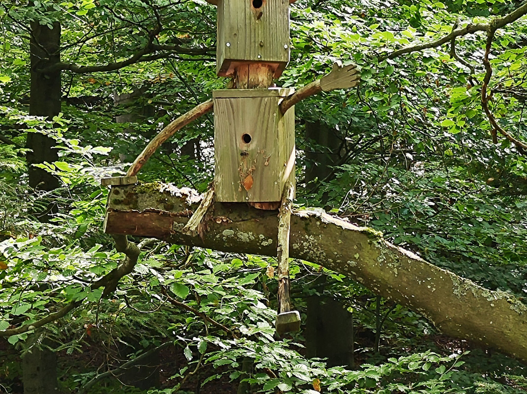 Baumwipfelpfad Schwarzwald-Bad Wildbad必去景点