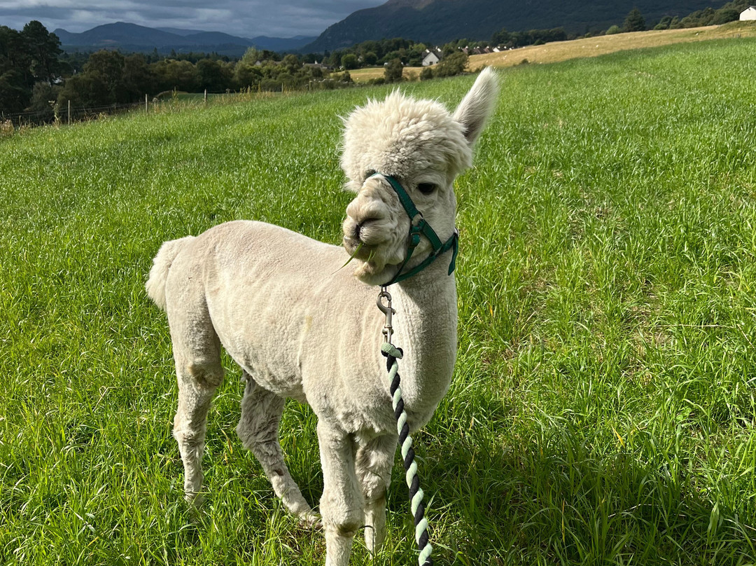 Cairngorm Alpacas-Newtonmore必去景点