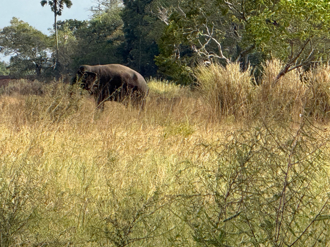 Claughton Wild Wilpattu