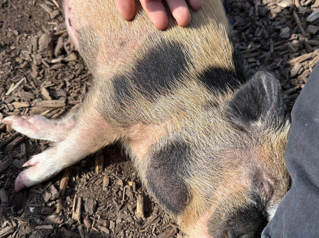 Kew Little Pigs Farm Ltd-Amersham必去景点
