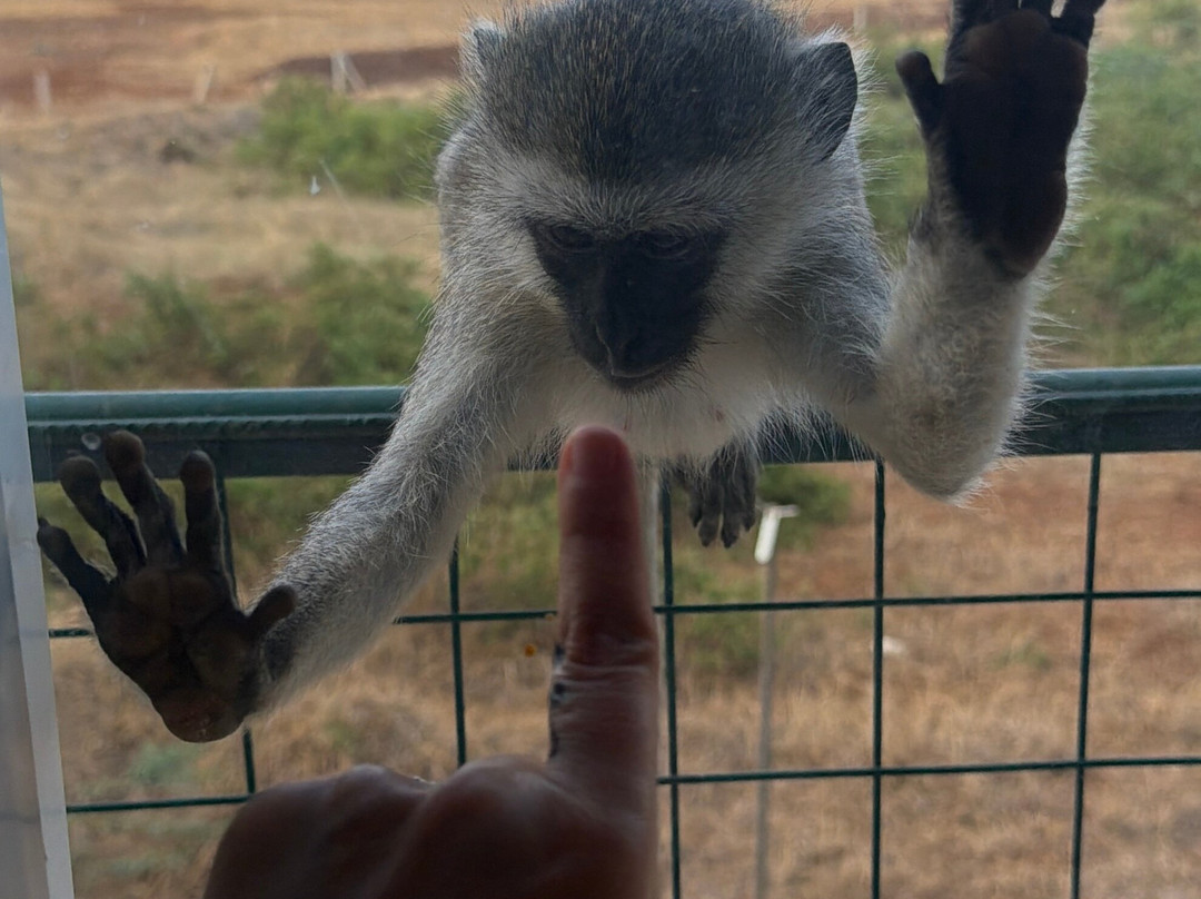 Safari In Kenya Con Samba-瓦塔木必去景点