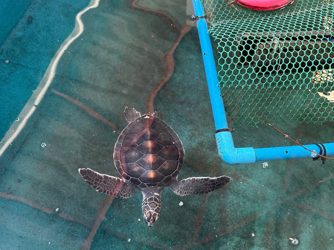 Turtle Conservation Center-泰曼必去景点