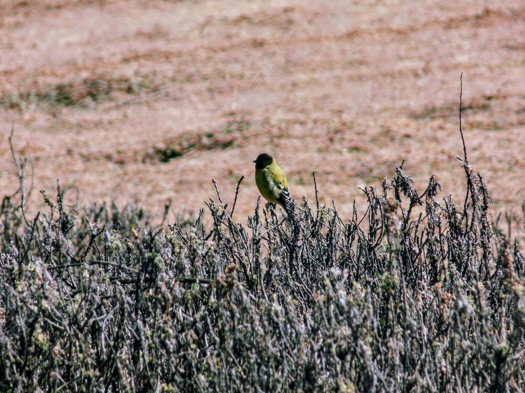 Bale Mountains Trekking Tours Ethiopia-Bale Robe必去景点