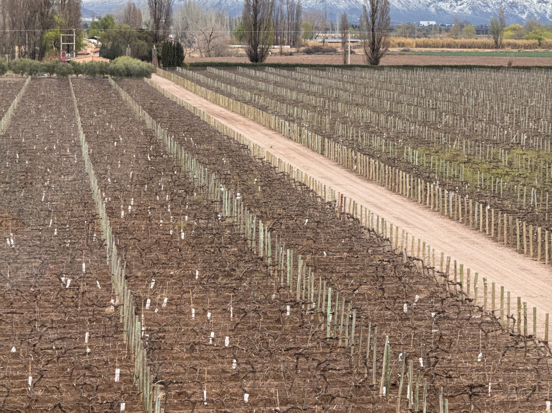 Bodegas Belasco de Baquedano-阿格雷洛必去景点