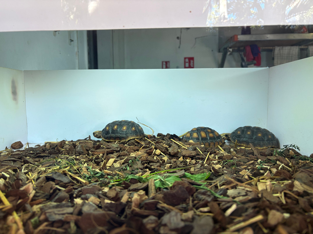 Le Jardin Des Tortues-Les Avirons必去景点