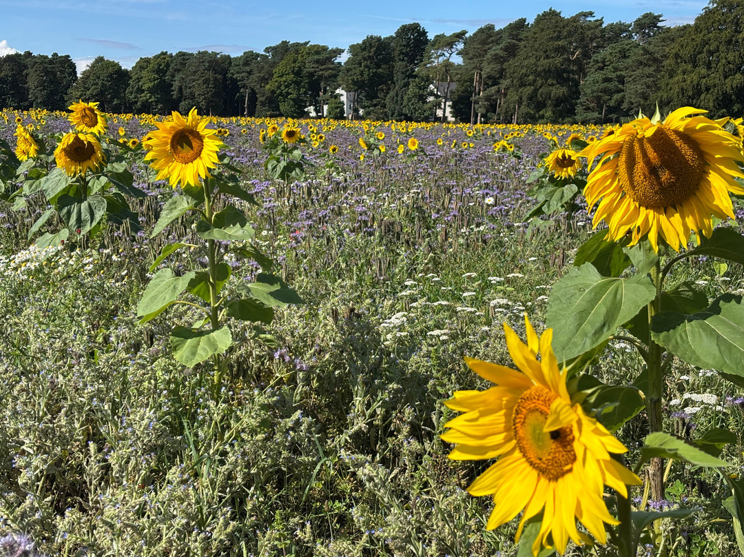 Archerfield Walled Garden-Dirleton必去景点