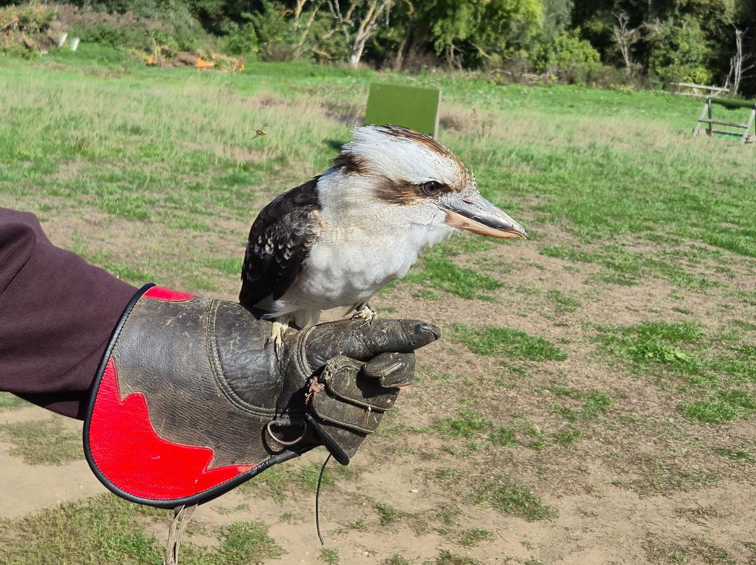 Lavenham Falconry-Monks Eleigh必去景点