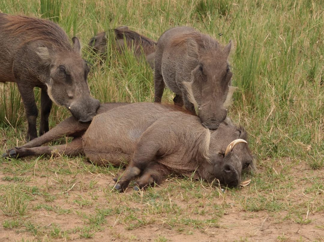 Kigezi Vima Safaris-Kibale National Park必去景点