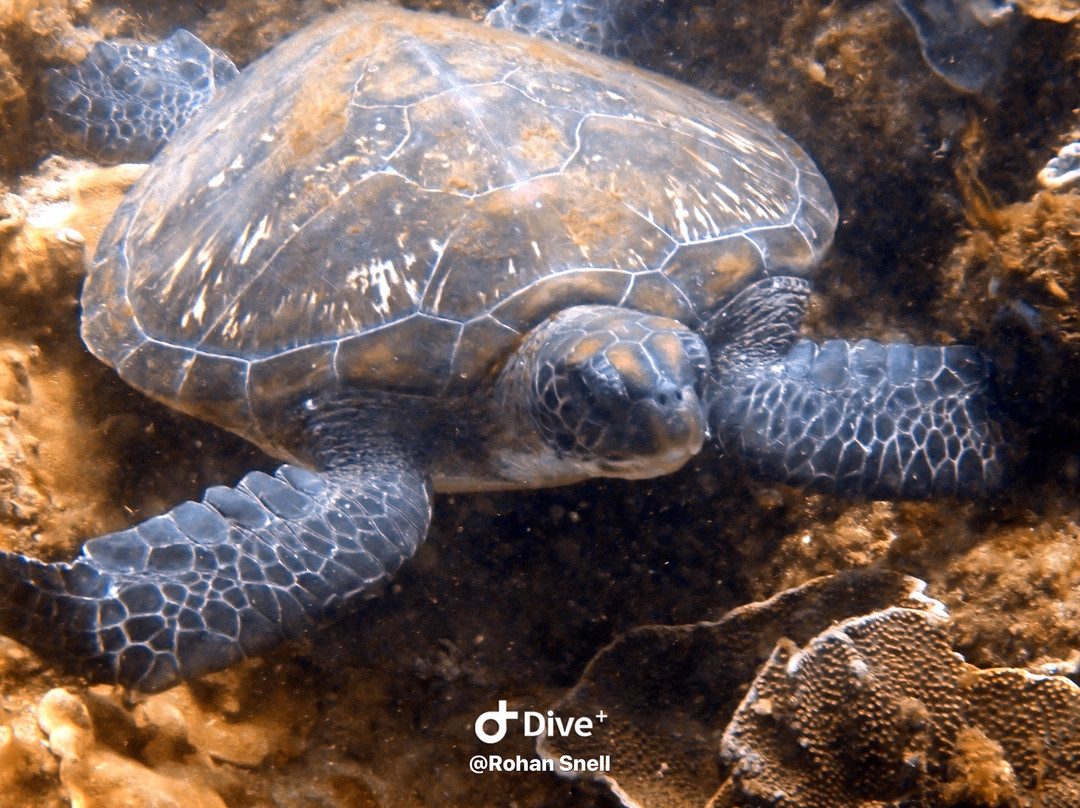 Gold Coast Dive Adventures-Runaway Bay必去景点