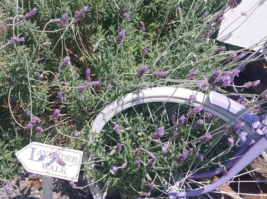 Lyndoch Lavender Farm-林道必去景点