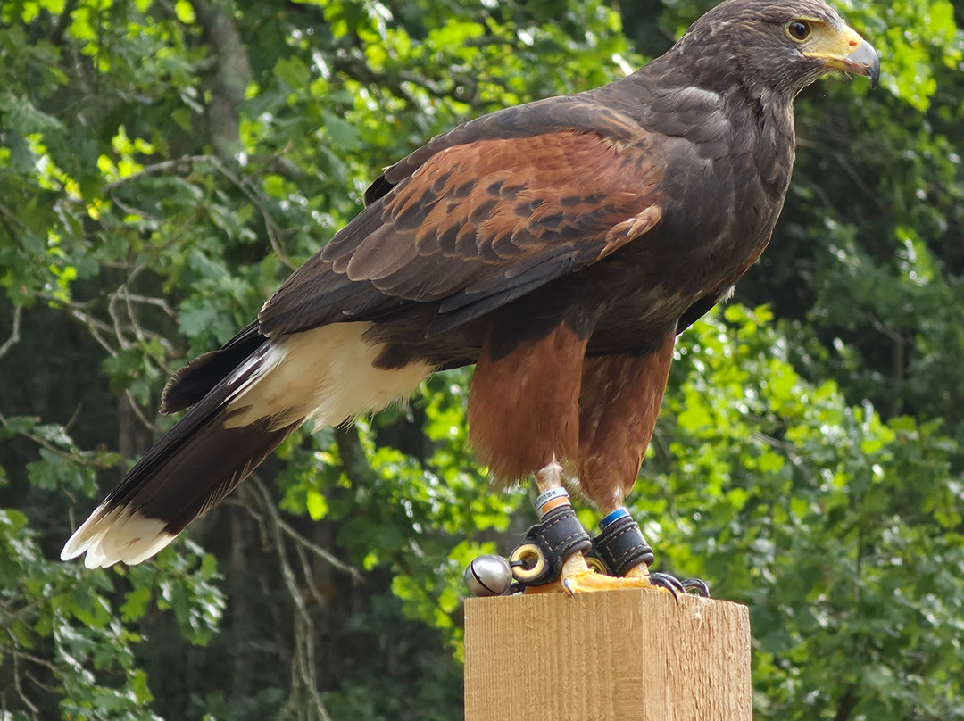East Sussex Falconry-Herstmonceux必去景点