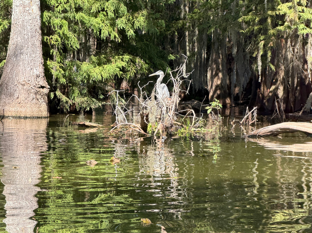 Louisiana Swamp Tours-布里奥克斯桥必去景点