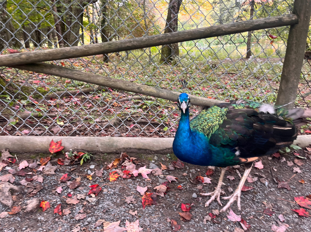 Shubenacadie Wildlife Park-舒贝纳卡迪必去景点
