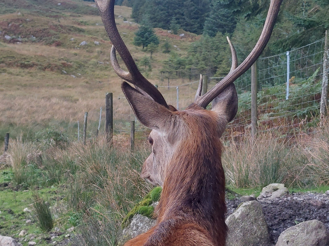 The Galloway Forest Park Red Deer Range-Castle Douglas必去景点