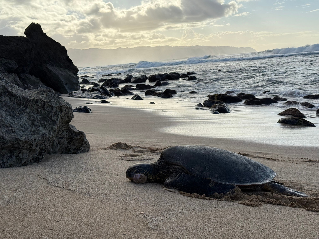 Turtle Bay Beach-卡胡库必去景点