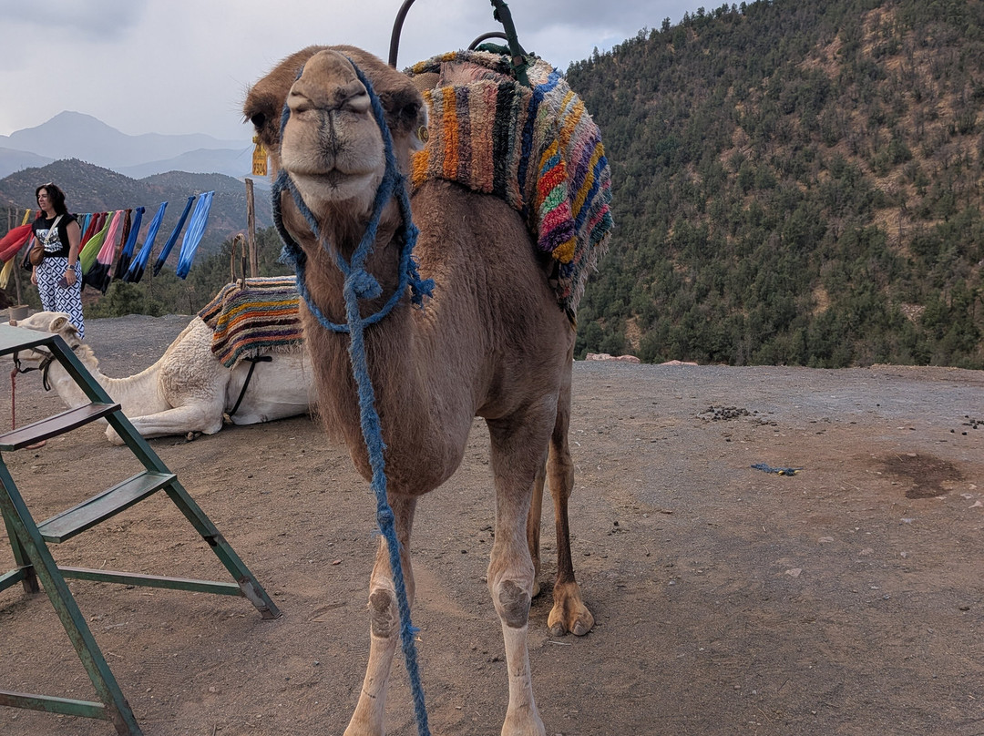 Morocco Scorpion Tours-马拉喀什必去景点