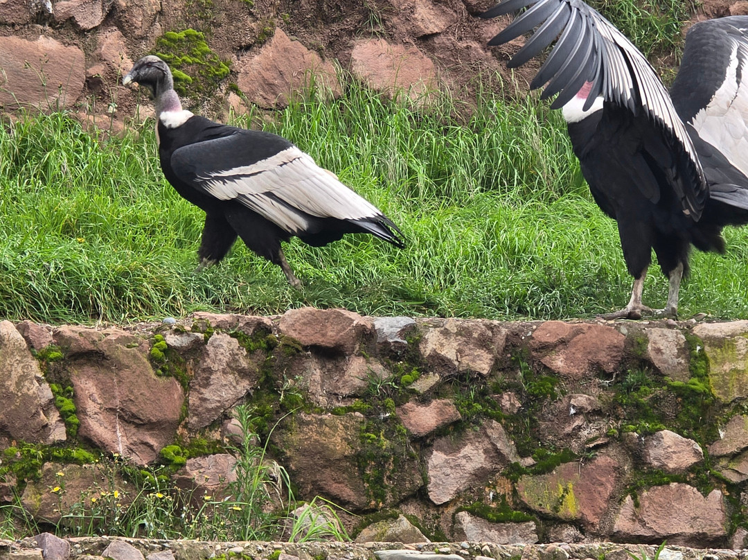 Cochahuasi Animal Sanctuary-库斯科必去景点