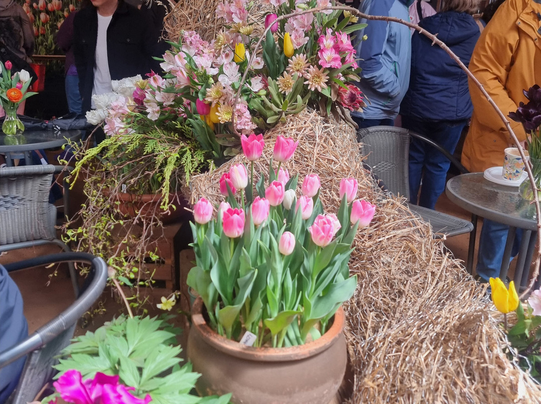 Table Cape Tulip Farm-温耶德必去景点