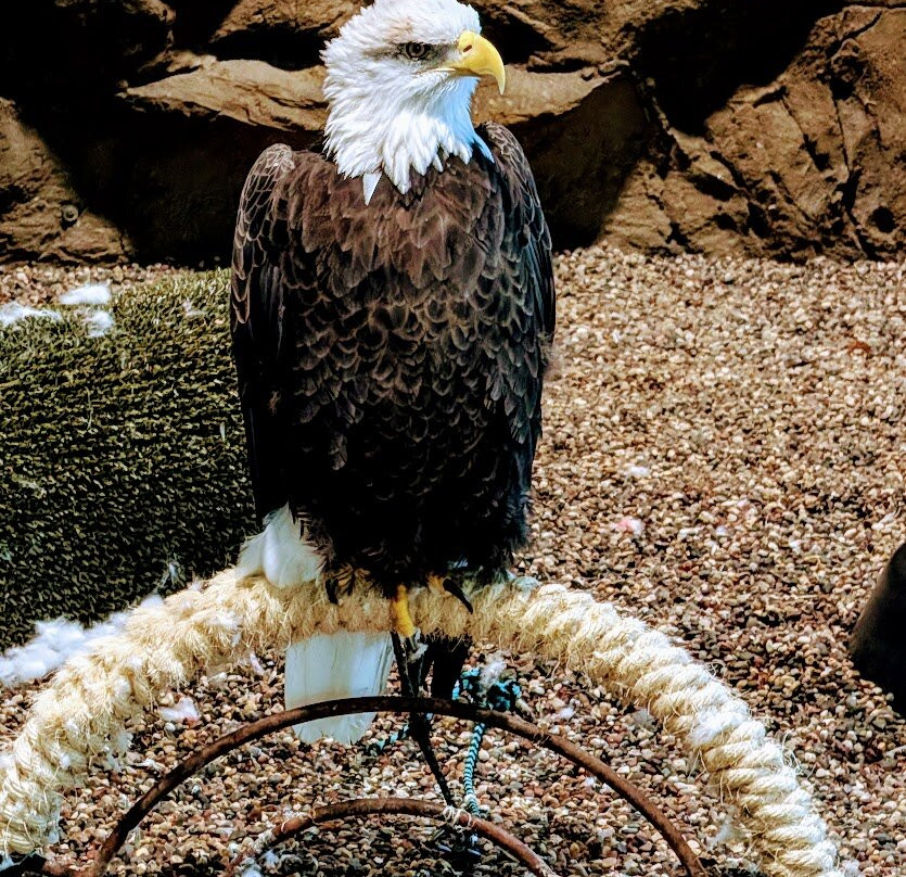 National Eagle Center-Wabasha必去景点