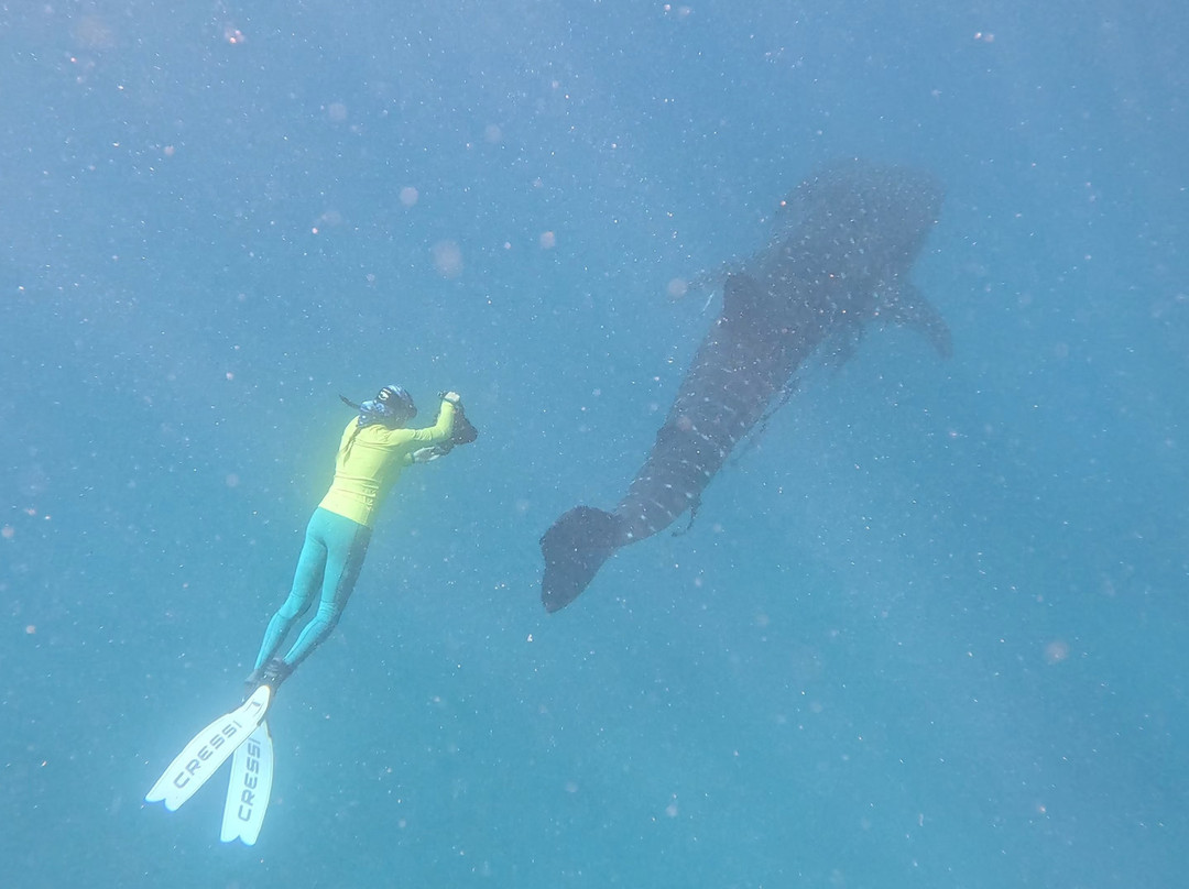 Ningaloo Whaleshark Swim-埃克斯茅斯必去景点
