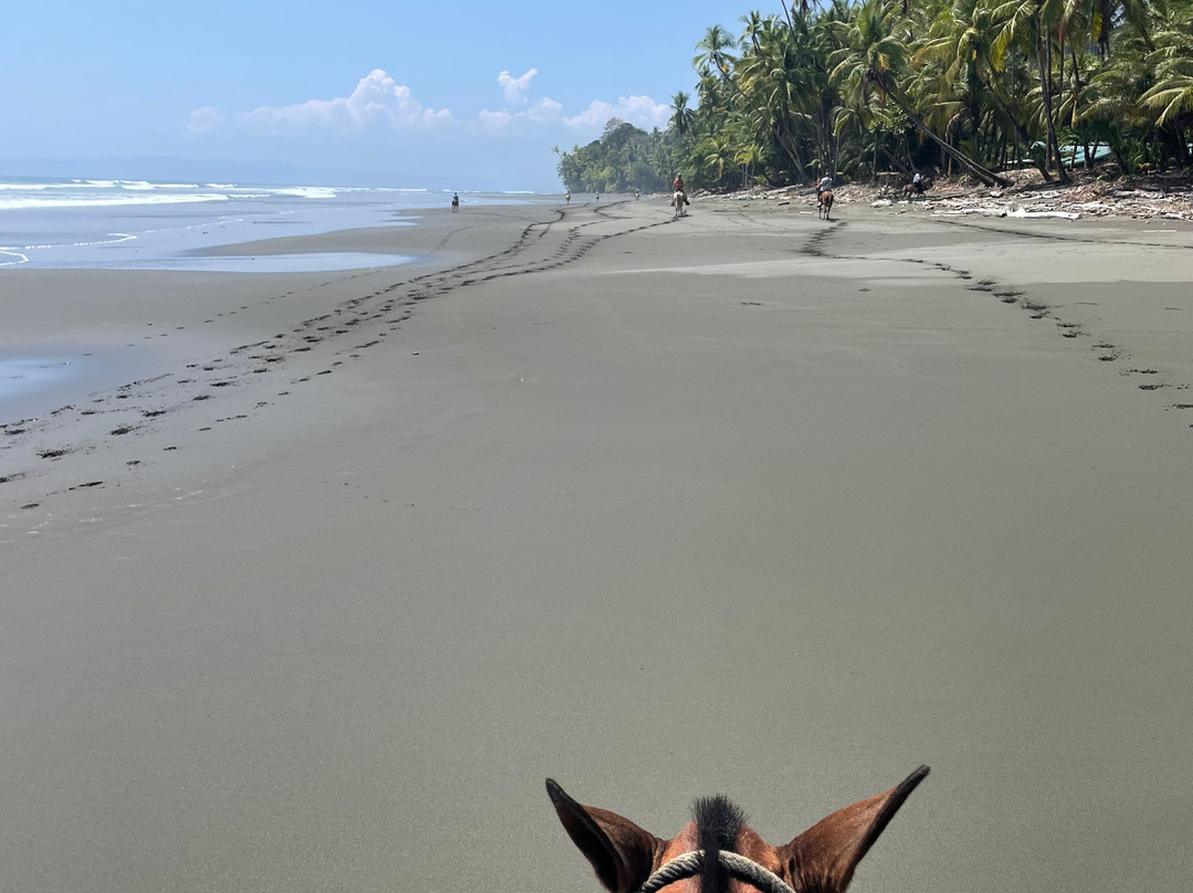 Mokum Surf Club - Costa Rica Surf Retreat-帕沃尼斯必去景点