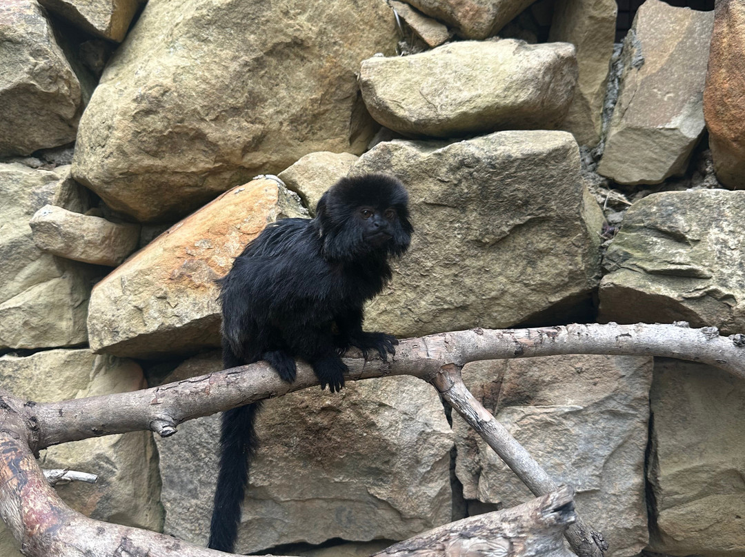 Bioparc Fuengirola-福恩吉罗拉必去景点