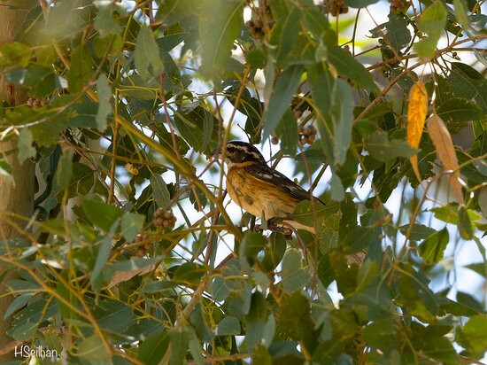 Covington Park-Morongo Valley必去景点