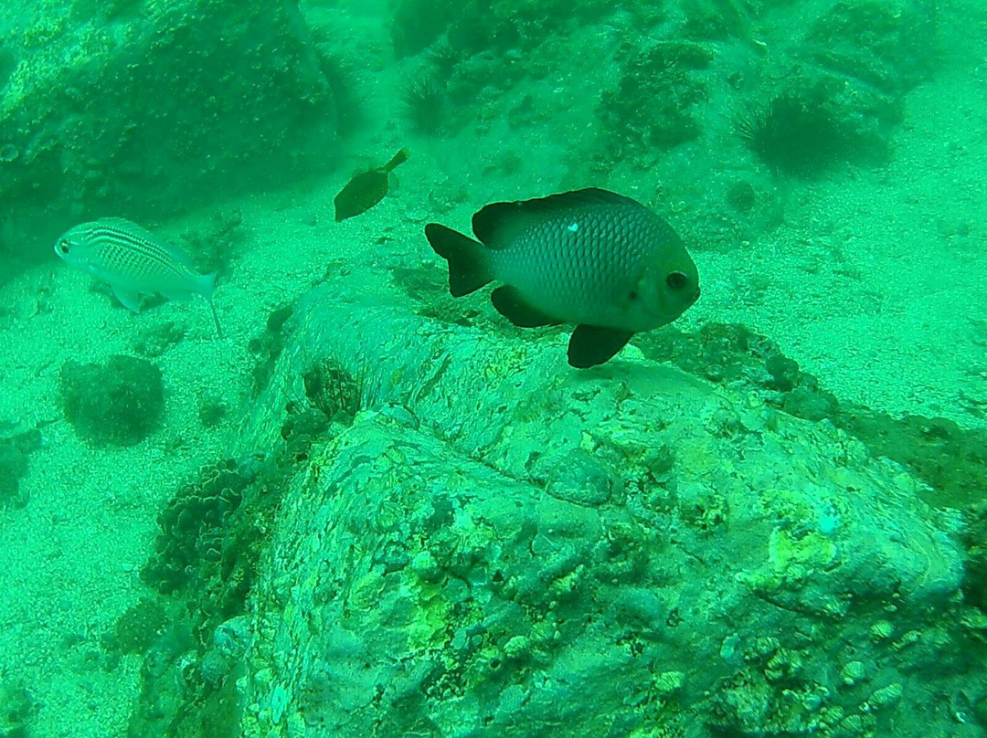 7 Seas Divers - Day Tours-Khorfakkan必去景点